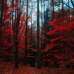 red-trees-1547813